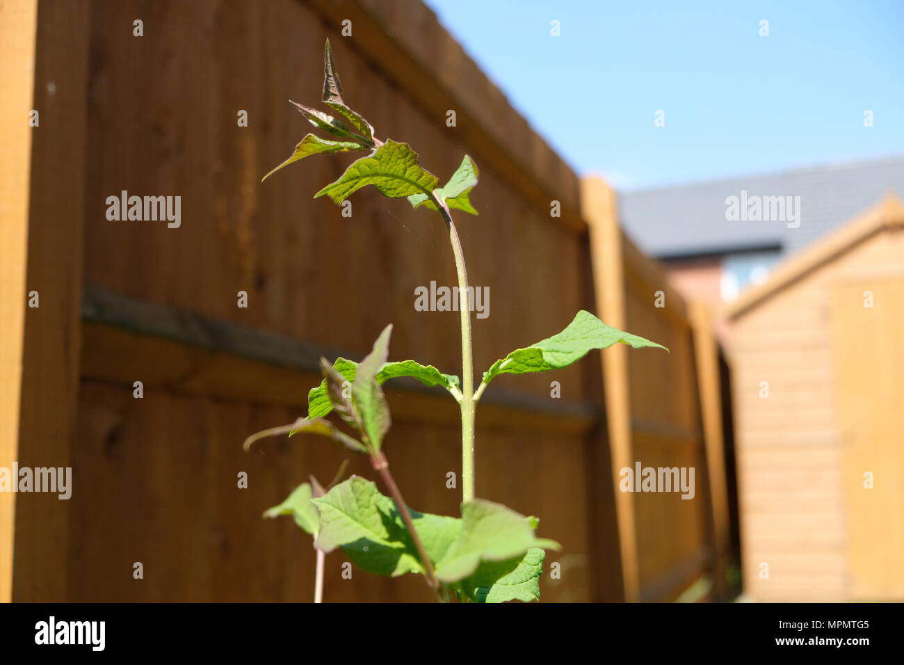 Plante dans un jardin près de la clôture Banque D'Images