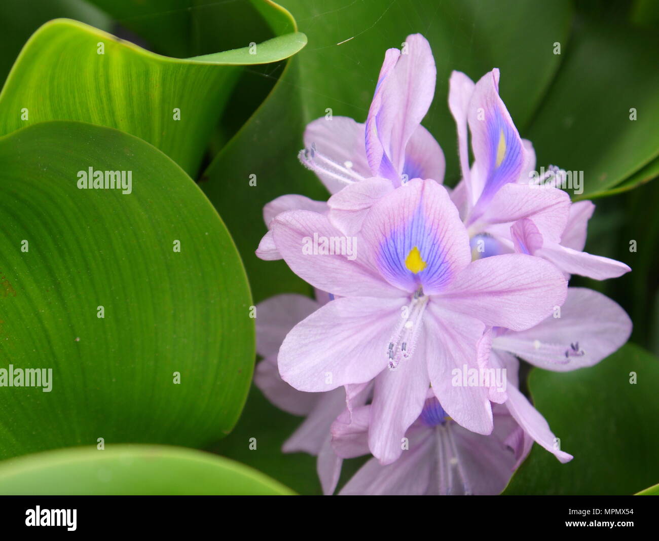 Beau portrait d'hyacinthe de l'eau commune mauve avec une forme courbe et feuilles vert flou Banque D'Images Beau portrait d'hyacinthe de l'eau commune mauve avec une forme courbe et feuilles vert flou Banque D'Images