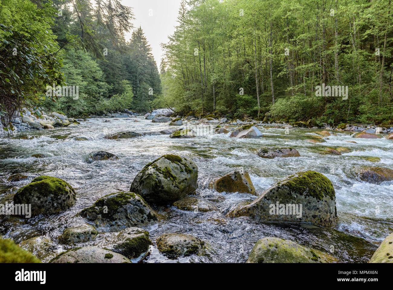 Lynn Headwaters Regional Park, North Vancouver, Colombie-Britannique, Canada. Banque D'Images