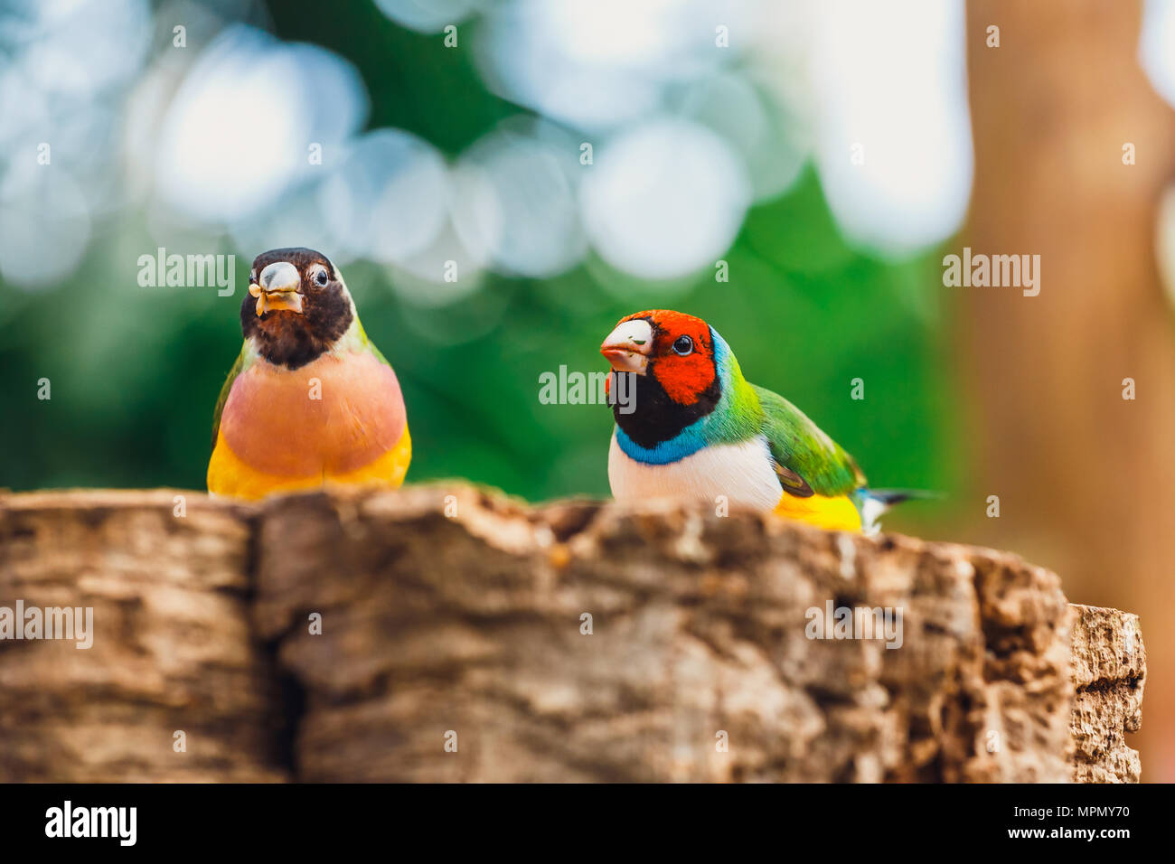 La Lady Gouldian Finch, Erythrura gouldiae, Close up Banque D'Images