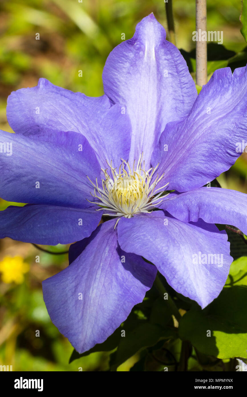 Grande fleur bleue de la floraison au début de l'été, répétez les fleurs de grimpeur, Clematis 'H F Jeunes' Banque D'Images