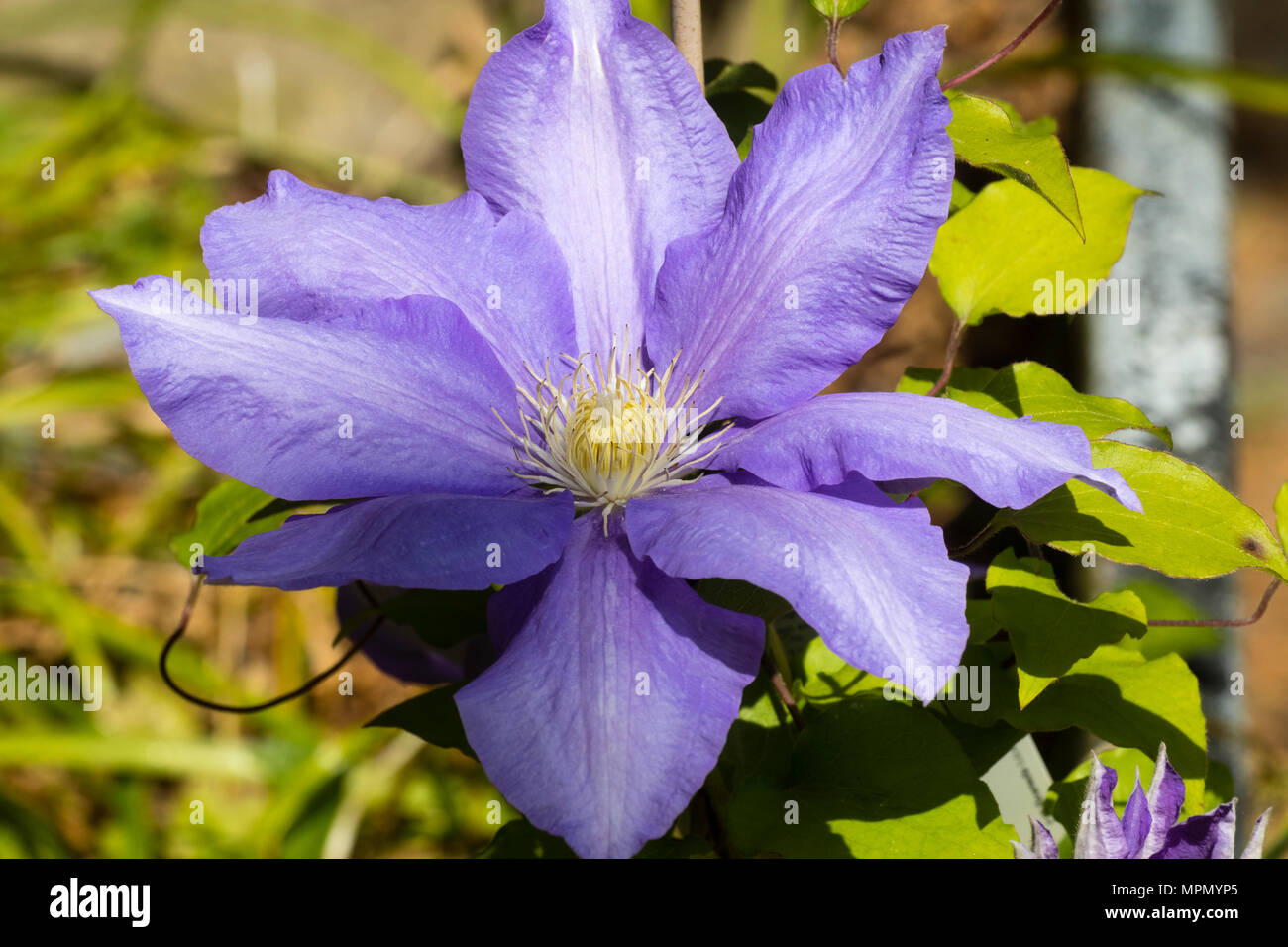 Grande fleur bleue de la floraison au début de l'été, répétez les fleurs de grimpeur, Clematis 'H F Jeunes' Banque D'Images