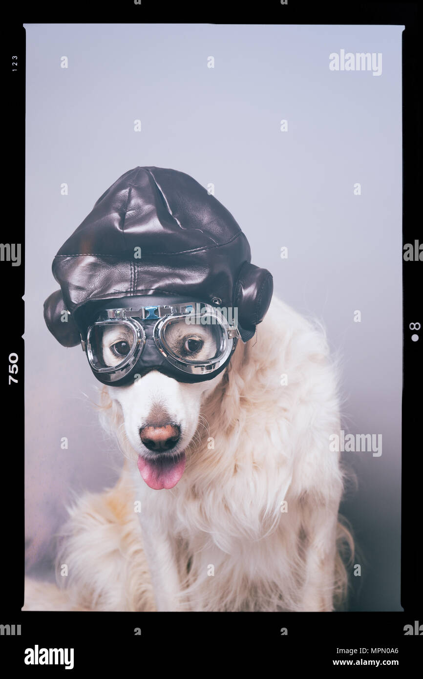 Golden retriever blanc avec casque et lunettes aviator vintage contre un arrière-plan transparent gris Banque D'Images