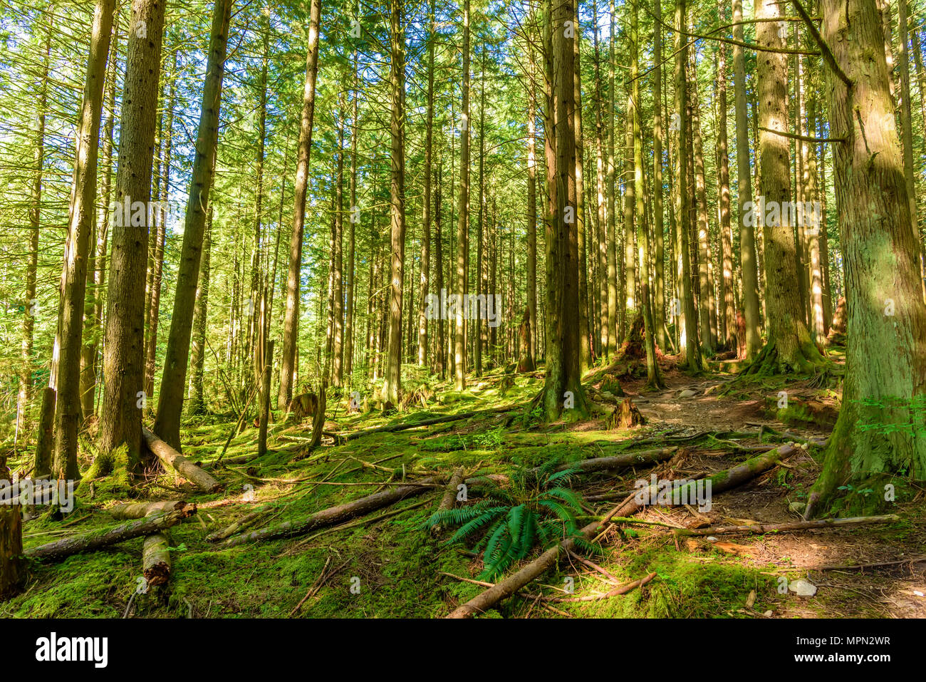 Journée ensoleillée dans un dense, vert, forêt subtropicale, avec des arbres moussus, fougères, les souches et les racines Banque D'Images