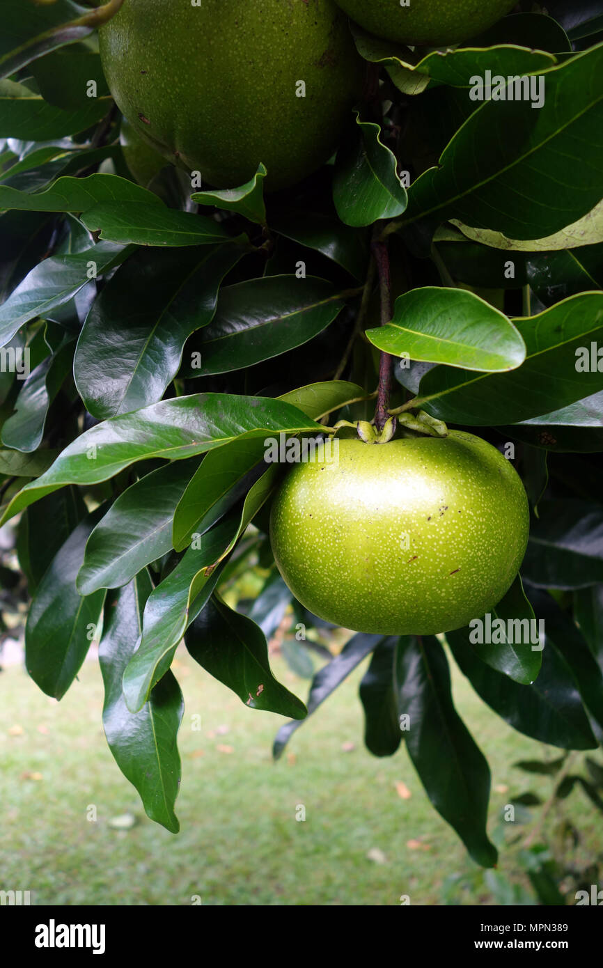 Sapote noire sur fruit tree, Whyanbeel, près de Port Douglas, Queensland, Australie Banque D'Images