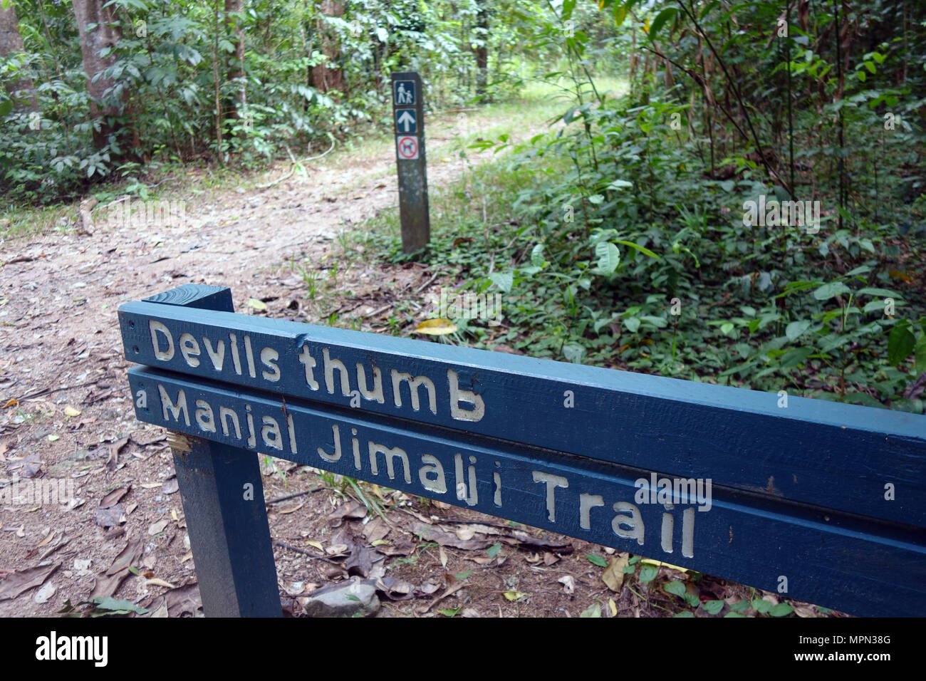 Départ de sentier de randonnée pédestre à Devil's Thumb, Whyanbeel, près de Port Douglas, Queensland, Australie. Pas de PR Banque D'Images