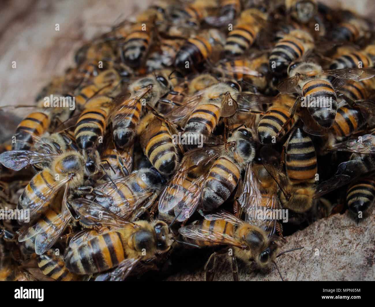 Abeille à miel (Apis mellifera) essaim ruche Banque D'Images