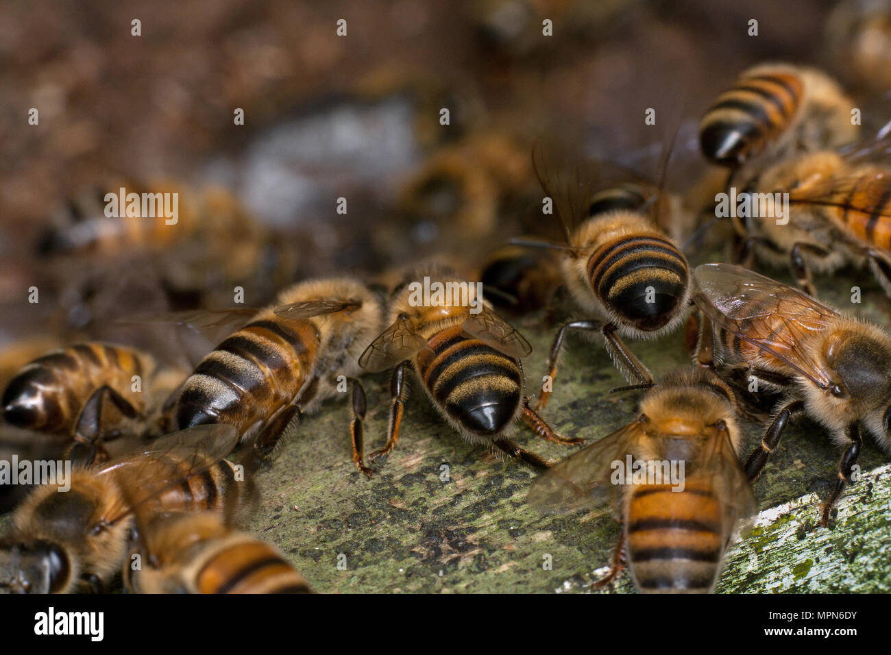 Les abeilles européennes sur l'entrée de la ruche (Apis mellifera) Banque D'Images