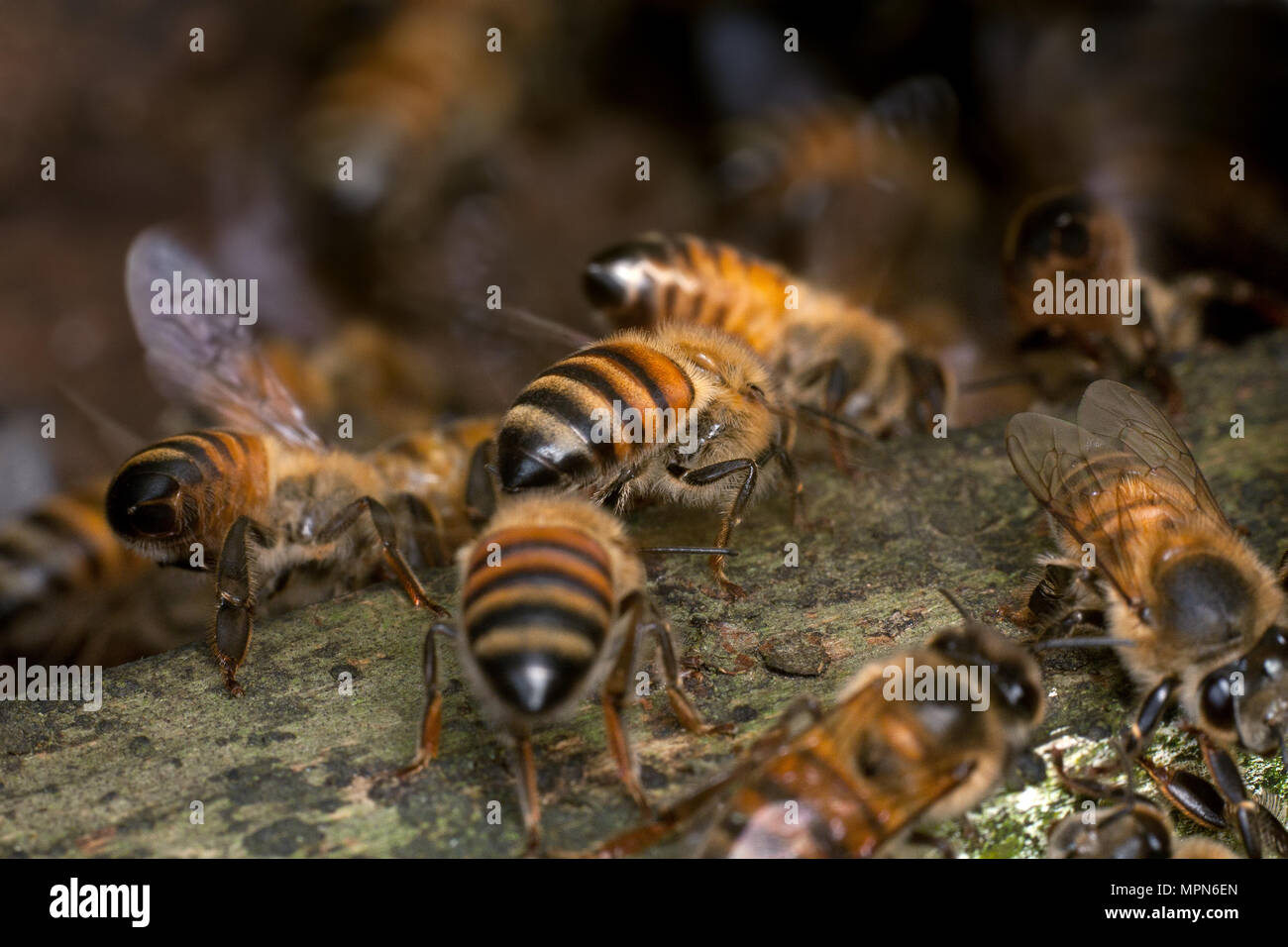 Les abeilles européennes sur l'entrée de la ruche (Apis mellifera) Banque D'Images