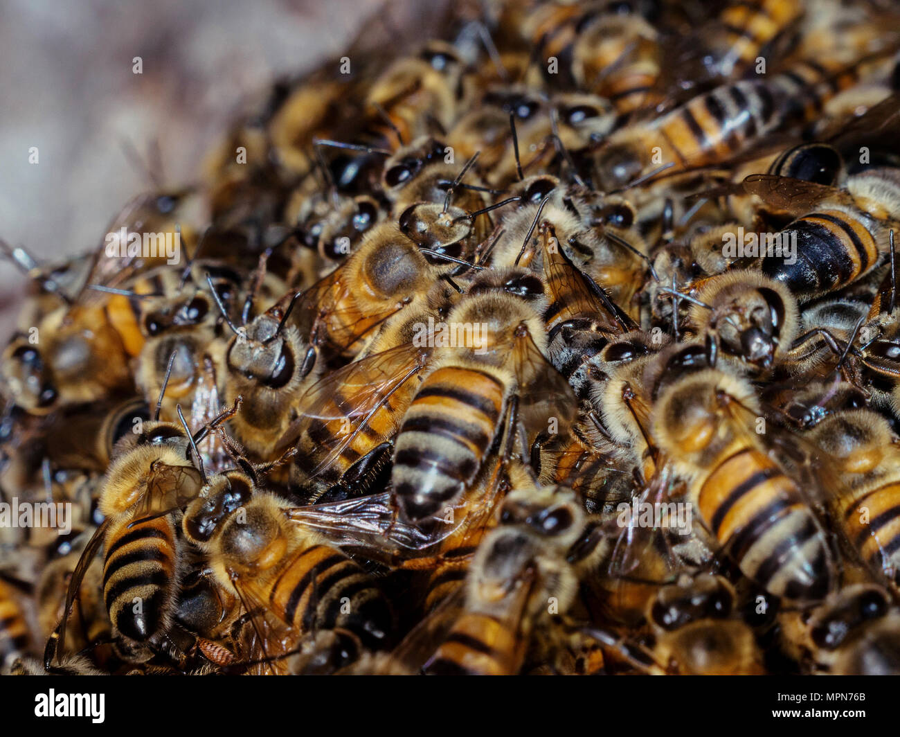 Abeille à miel (Apis mellifera) essaim ruche Banque D'Images