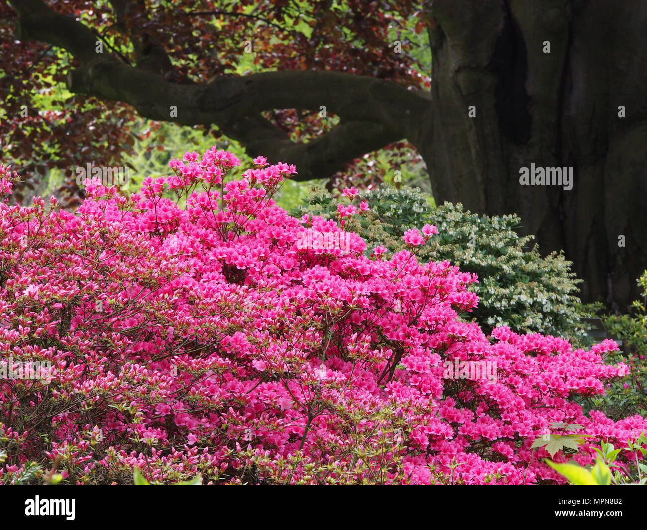 Belle azalée rose Rhododendron - dans le jardin en fleurs Banque D'Images