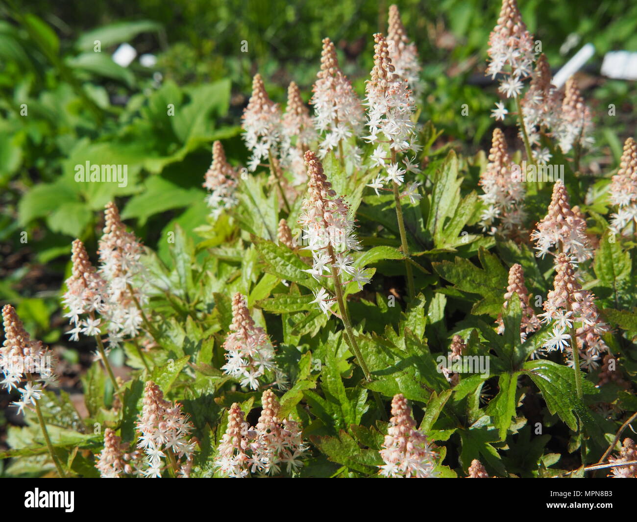Heucherella 'Dayglow Pink' - cloches mousseuse Banque D'Images
