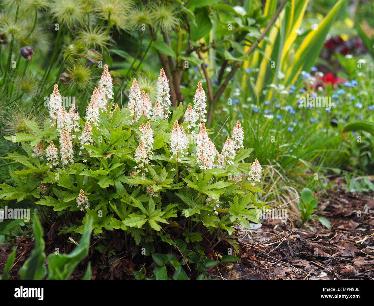 Heucherella 'Dayglow Pink' - cloches mousseuse Banque D'Images