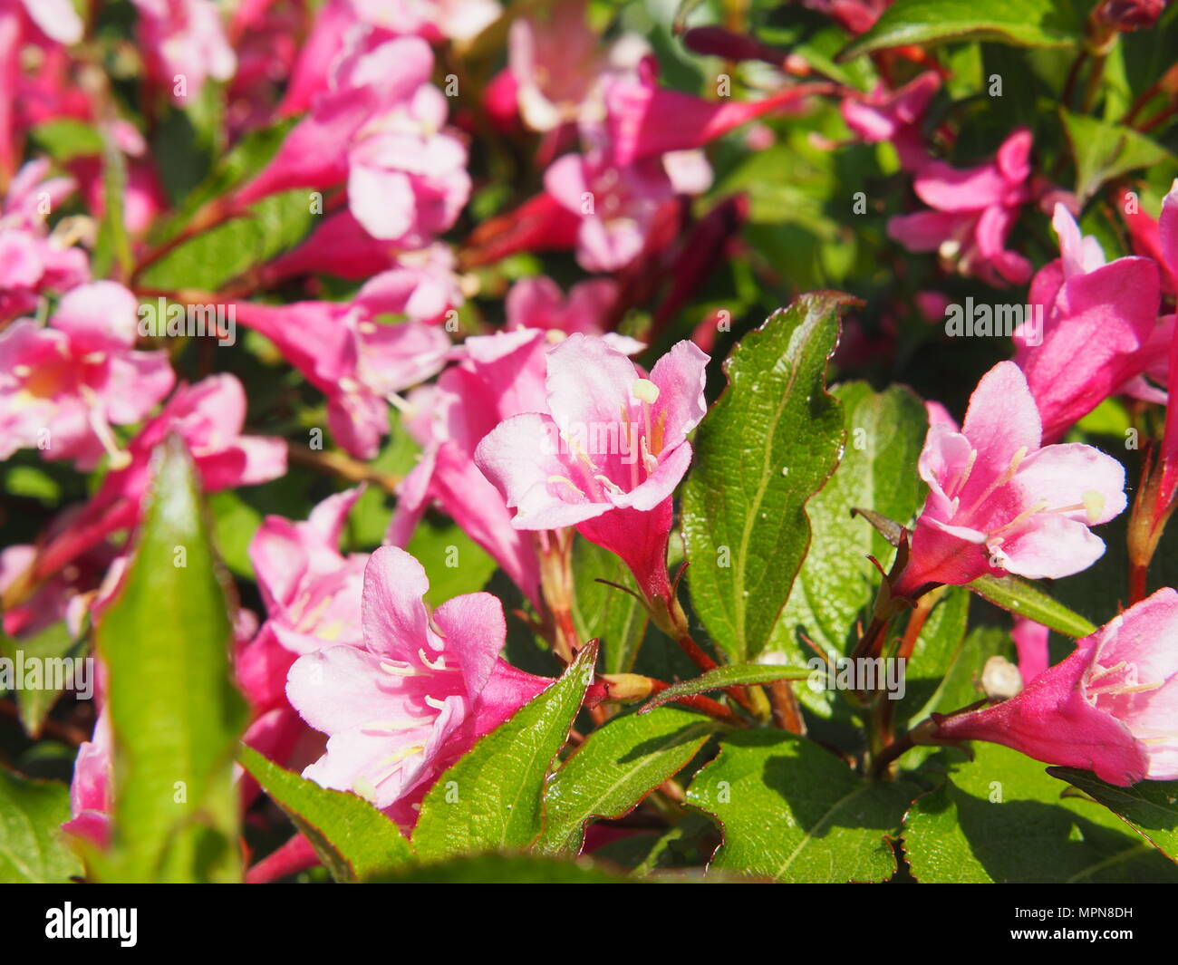 Weigela florida rose à fleurs dans le jardin, Pologne Banque D'Images