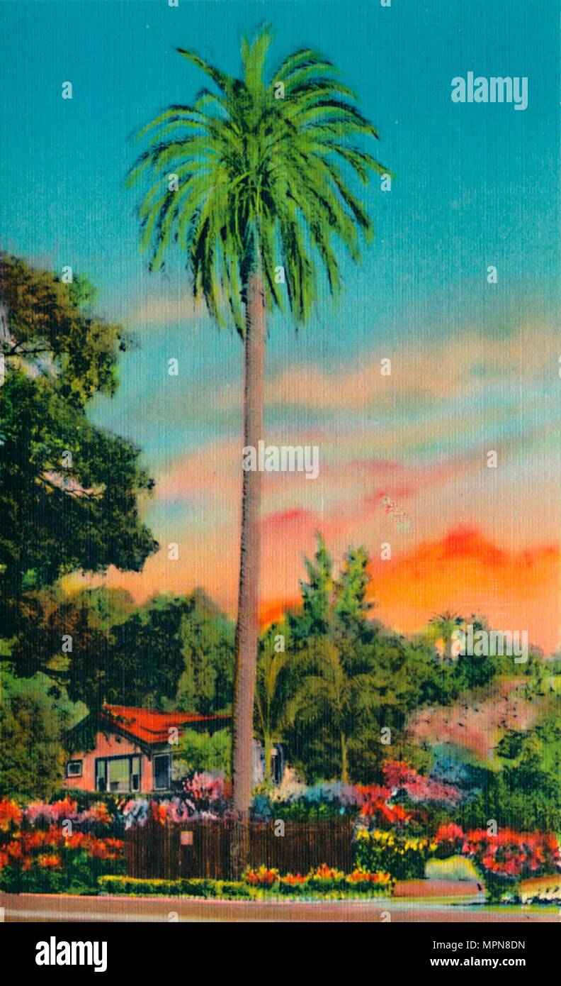 'Serra Palm. Le premier Palmier en Californie', c1941. Artiste : Inconnu. Banque D'Images