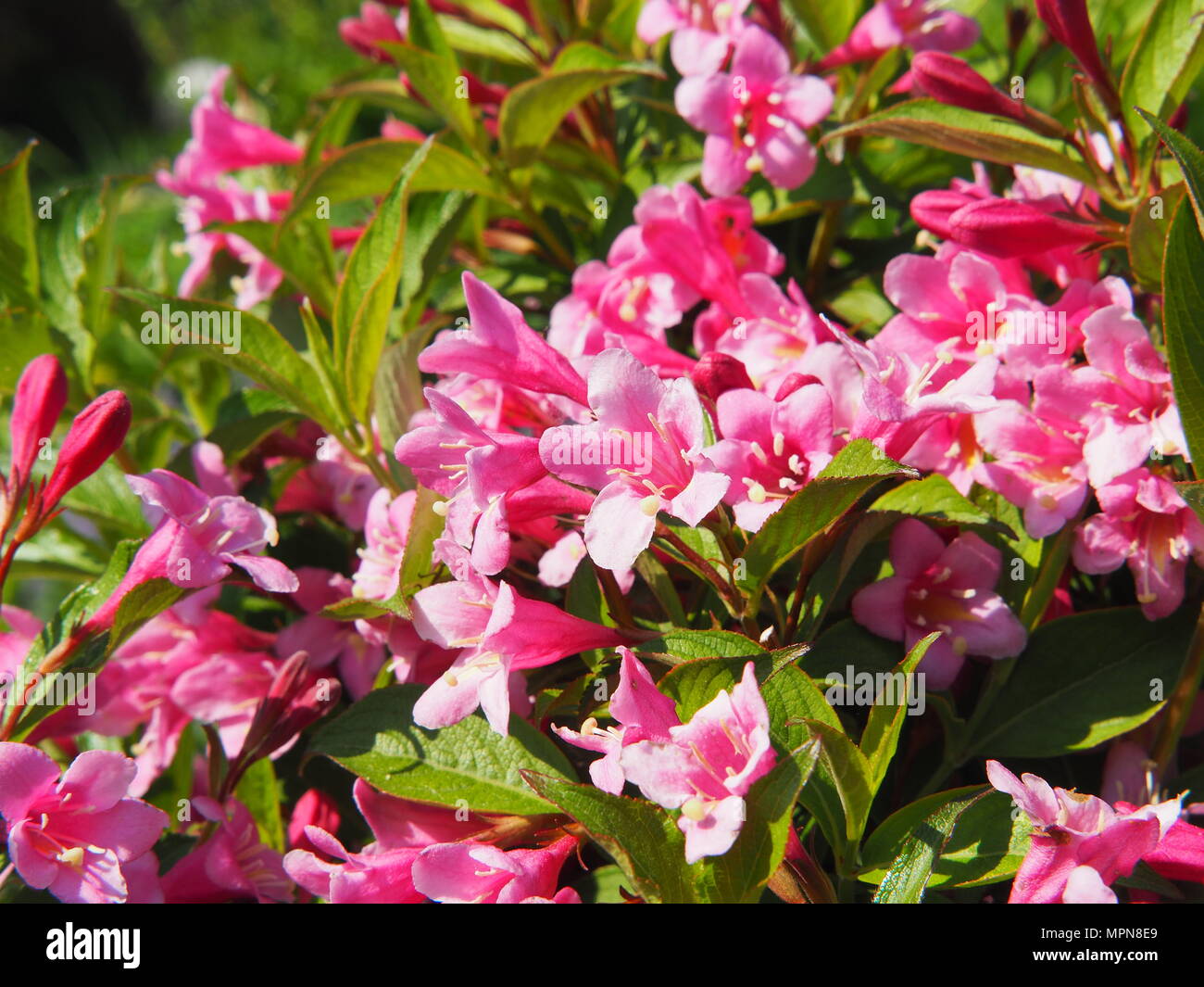 Weigela florida rose à fleurs dans le jardin, Pologne Banque D'Images