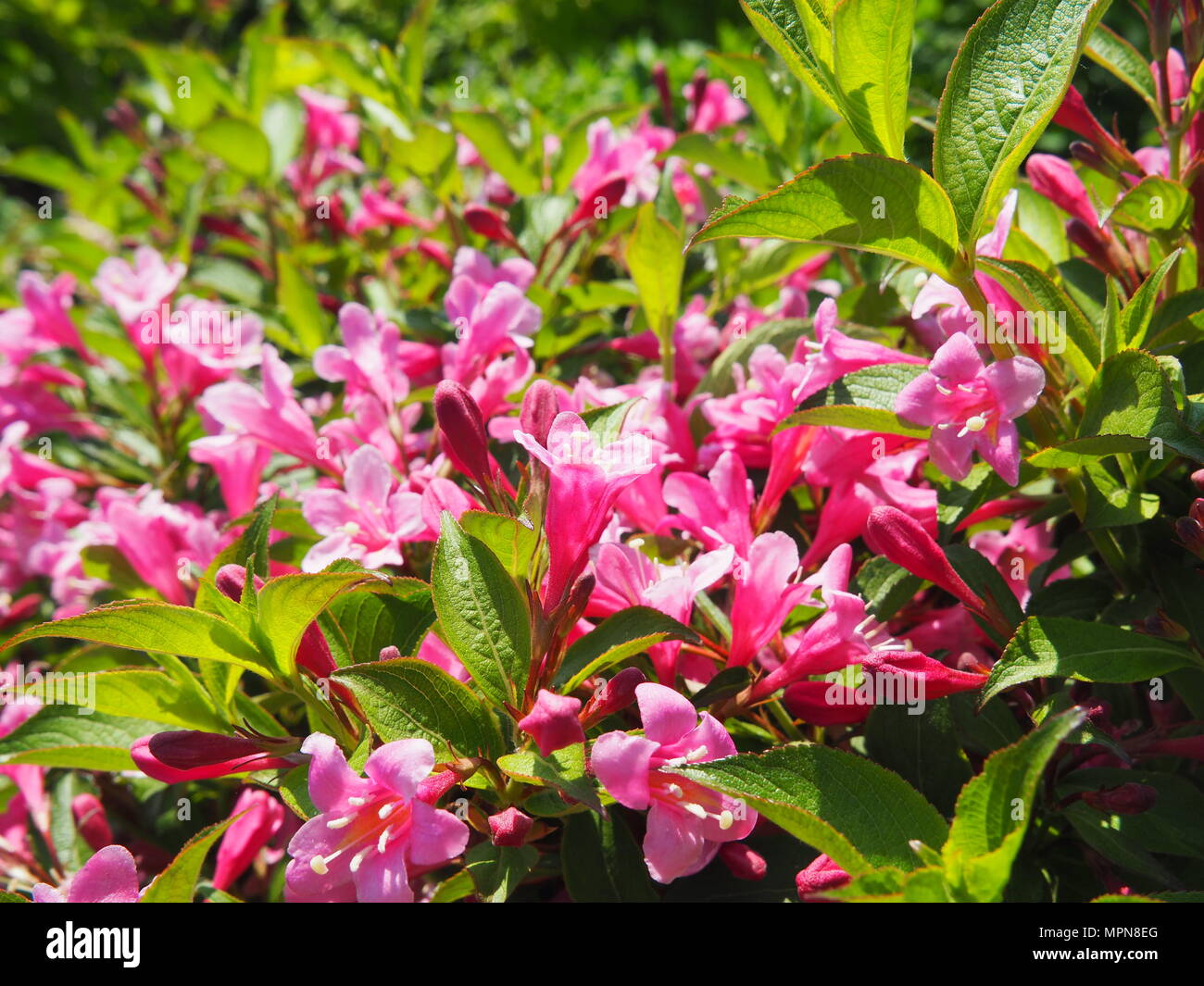 Weigela florida rose à fleurs dans le jardin, Pologne Banque D'Images