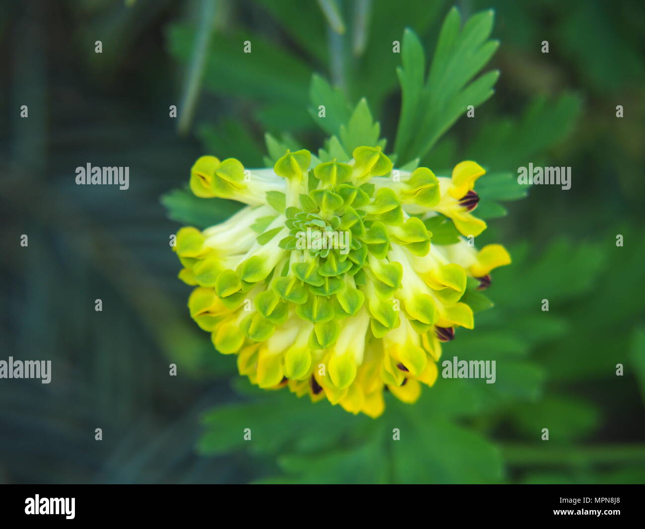 Corydalis nobilis – corydalis sibérien en fleur, vivaces au début du printemps avec des fleurs jaune pâle, feuillage élégant, parfait pour les jardins forestiers Banque D'Images