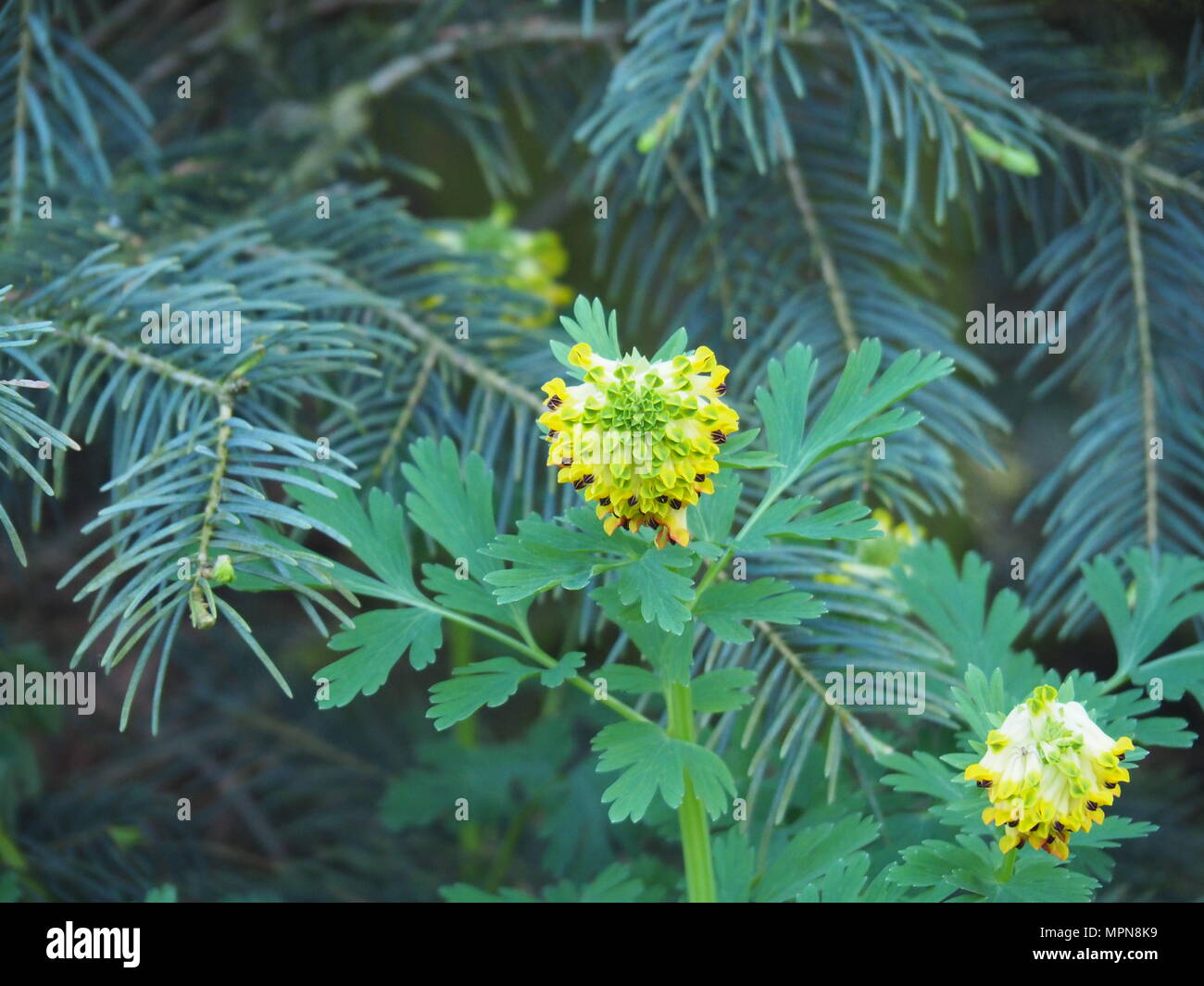 Corydalis nobilis fleurissant sous le sapin - plante à fleurs jaunes dans le jardin d'ombre printanier avec des aiguilles de sapin bleu argenté dans une lumière naturelle douce Banque D'Images