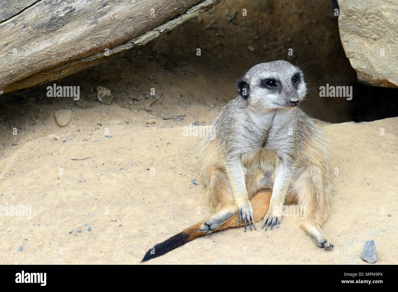 Meerkat (Suricata suricatta) assis sur le sable. Banque D'Images