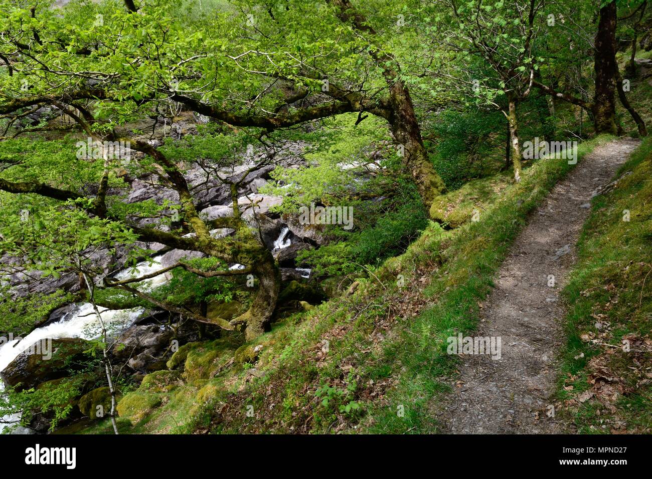 Sentier le long de la Tywi Rive rthrough Gwenffrwd-Dinas boisés de chênes sessiles mature Réserve Naturelle RSPB Rhandirmwyn Cambrian mountains Wales Cymru UK Banque D'Images