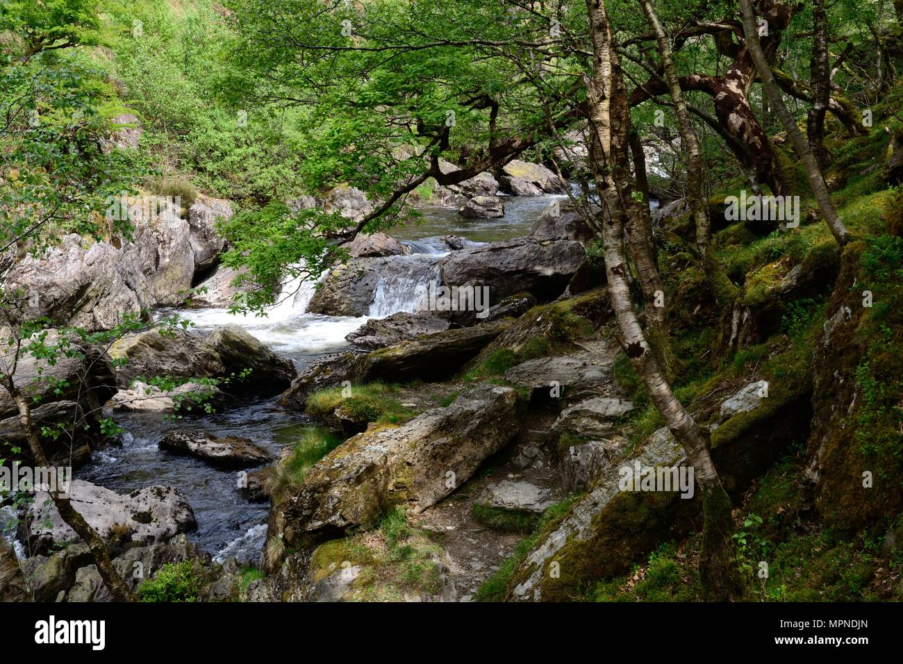 Sentier rocheux le long de la rivière Tywi chênaies atlantiques par Gwenllwyn-dinas Réserve Naturelle RSPB Rhandirmwyn Cambrian Mountains Wales UK Banque D'Images