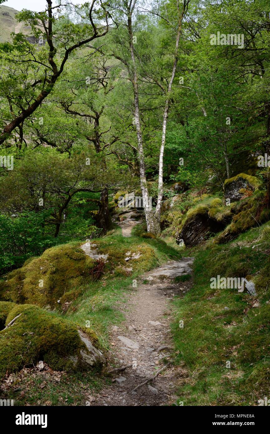 Sentier rocheux le long de la rivière Tywi chênaies atlantiques par Gwenllwyn-dinas Réserve Naturelle RSPB Rhandirmwyn Cambrian Mountains Wales UK Banque D'Images