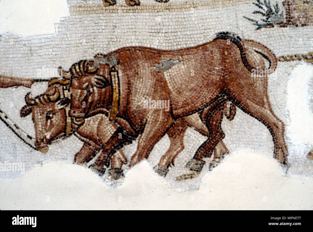 Mosaïque romaine de boeufs attelés, c 3 siècle. Artiste : Inconnu. Banque D'Images