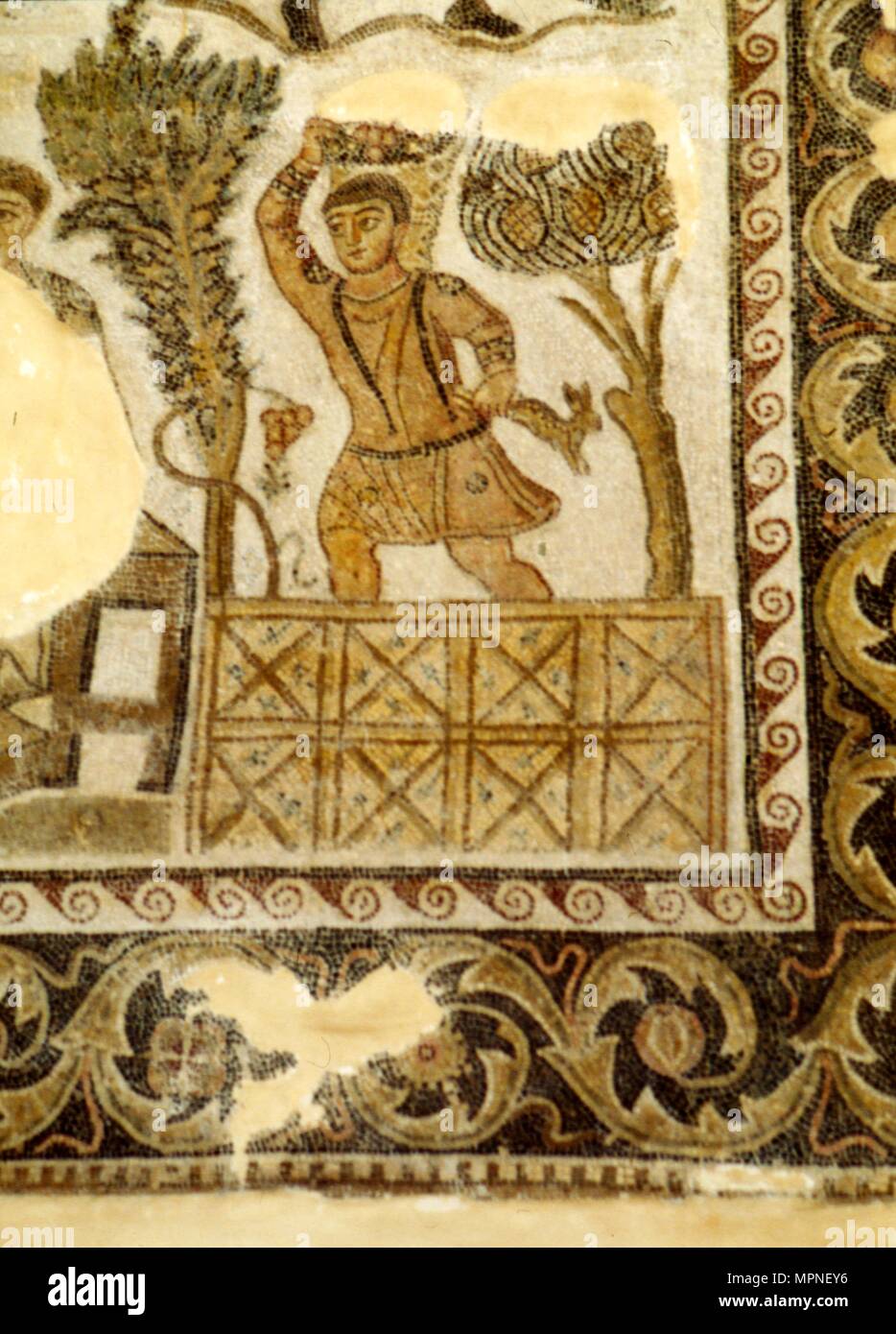 La collecte de fruits et de raisin, mosaïque du sur place 3 c siècle. Artiste : Inconnu. Banque D'Images