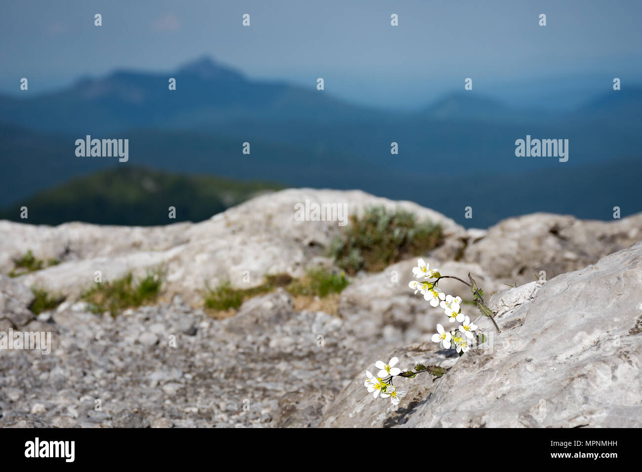 Fleurs blanches dans la roche, avec des montagnes dans un flou de distance. Prises le long de Via Dinarica, dans la nature réserver Bijele stijene, Croatie. Banque D'Images