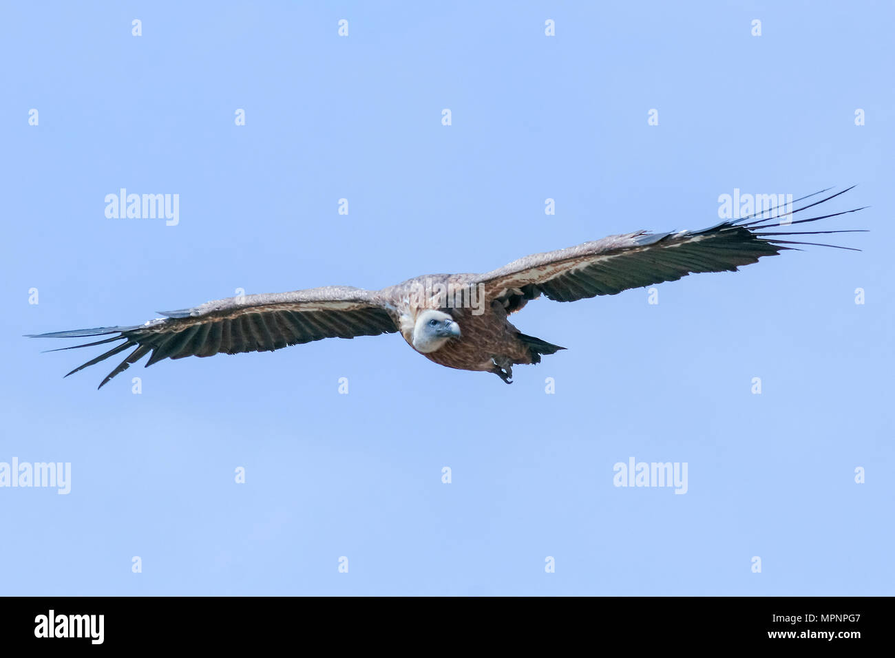 Vautour fauve (Gyps fulvus) en vol, Israël Juillet Banque D'Images