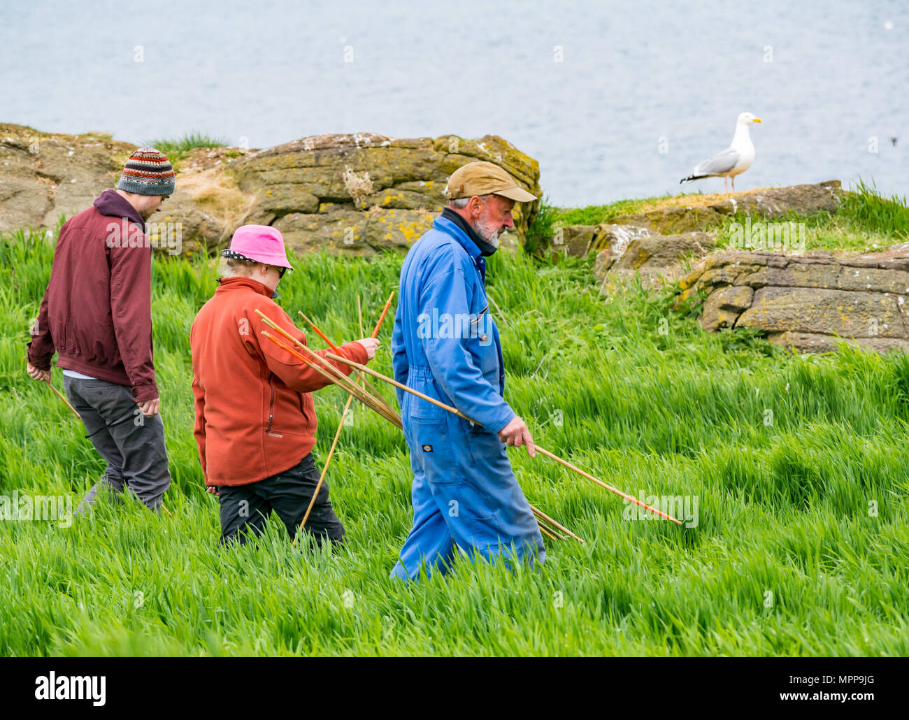 Terrier de macareux count, Craigleith Island, 24 mai 2018. Firth of Forth, Ecosse, Royaume-Uni. 5 L'enquête annuelle auprès des macareux moine Burrows a eu lieu sur l'île. Nombre de macareux sont en déclin. La Scottish Seabird Centre, North Berwick, joue un rôle important dans un dépouillement national. L'ensemble de l'île est systématiquement jalonnées et balayé par une ligne d'employés et de bénévoles comptant Burrows. Surveiller les sites sont chevillés et Burrows a observé pour savoir combien sont utilisées ; les données sont extrapolées pour donner un total pour l'ensemble de l'île. Comptage des terriers macareux volontaires Banque D'Images