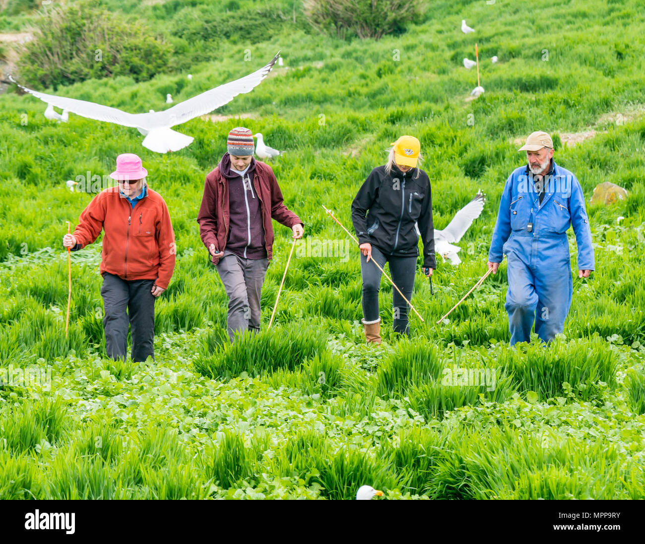 Terrier de macareux count, Craigleith Island, 24 mai 2018. Firth of Forth, Ecosse, Royaume-Uni. 5 L'enquête annuelle auprès des macareux moine Burrows a eu lieu sur l'île. Nombre de macareux sont en déclin. La Scottish Seabird Centre, North Berwick, joue un rôle important dans un dépouillement national. L'ensemble de l'île est systématiquement jalonnées et balayé par une ligne d'employés et de bénévoles comptant Burrows. Surveiller les sites sont chevillés et Burrows a observé pour savoir combien sont utilisées ; les données sont extrapolées pour donner un total pour l'ensemble de l'île. Comptage des terriers macareux volontaires Banque D'Images