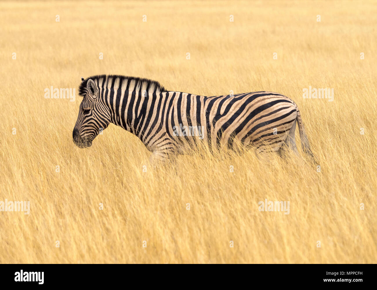 L'Afrique, la Namibie, Etosha National Park, zèbre des plaines dans l'herbe haute, Equus quagga Banque D'Images