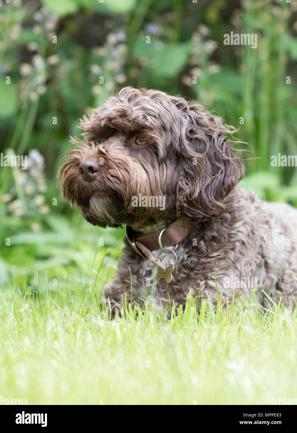 Cockerpoo chien dans un jardin à Surrey, UK Banque D'Images