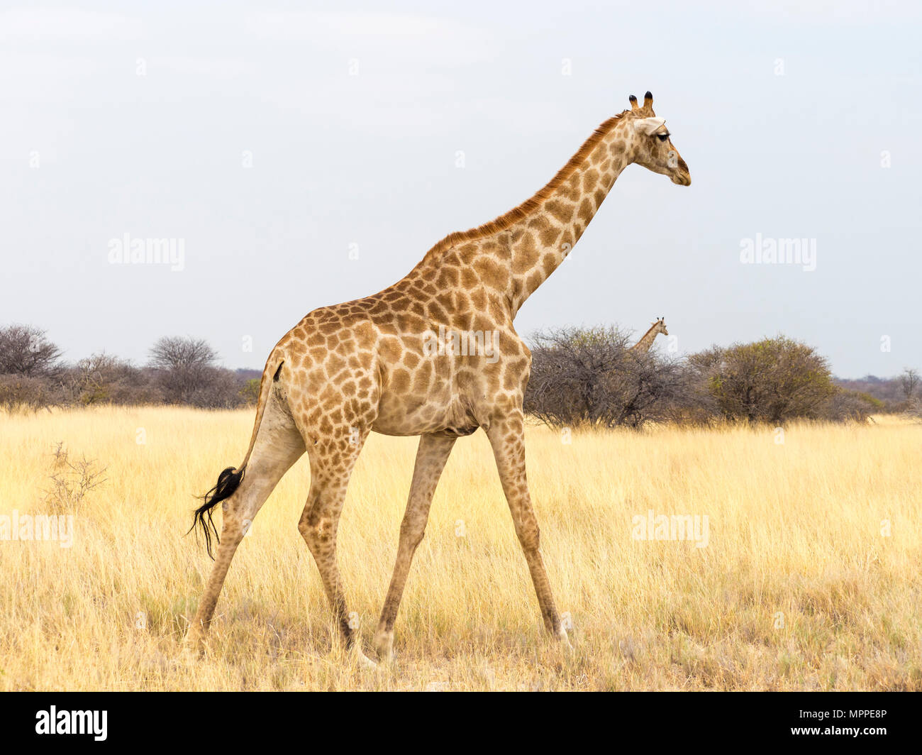 L'Afrique, la Namibie, Etosha National Park, Girafe, Giraffa camelopardalis Banque D'Images
