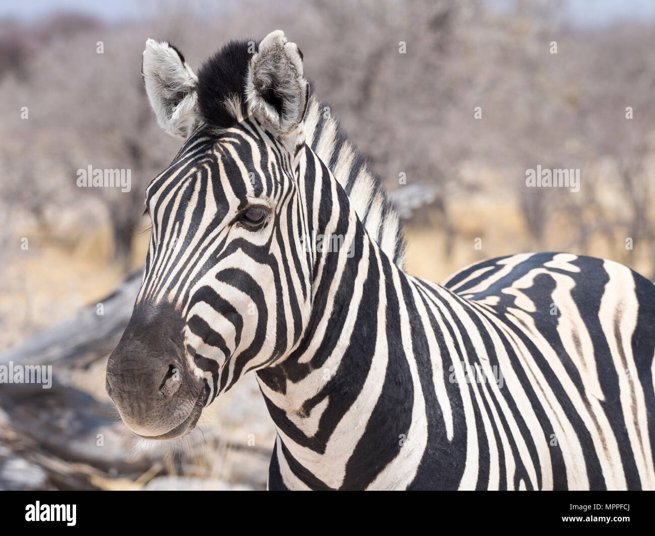 L'Afrique, la Namibie, Etosha National Park, Portrait d'un zèbre, Equus quagga Banque D'Images