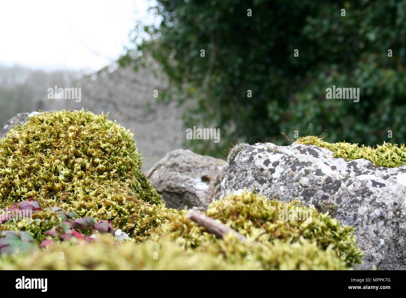 Moss sur mur extérieur à Pallas donjon, Tynagh, Crolles, comté de Galway, Irlande Banque D'Images