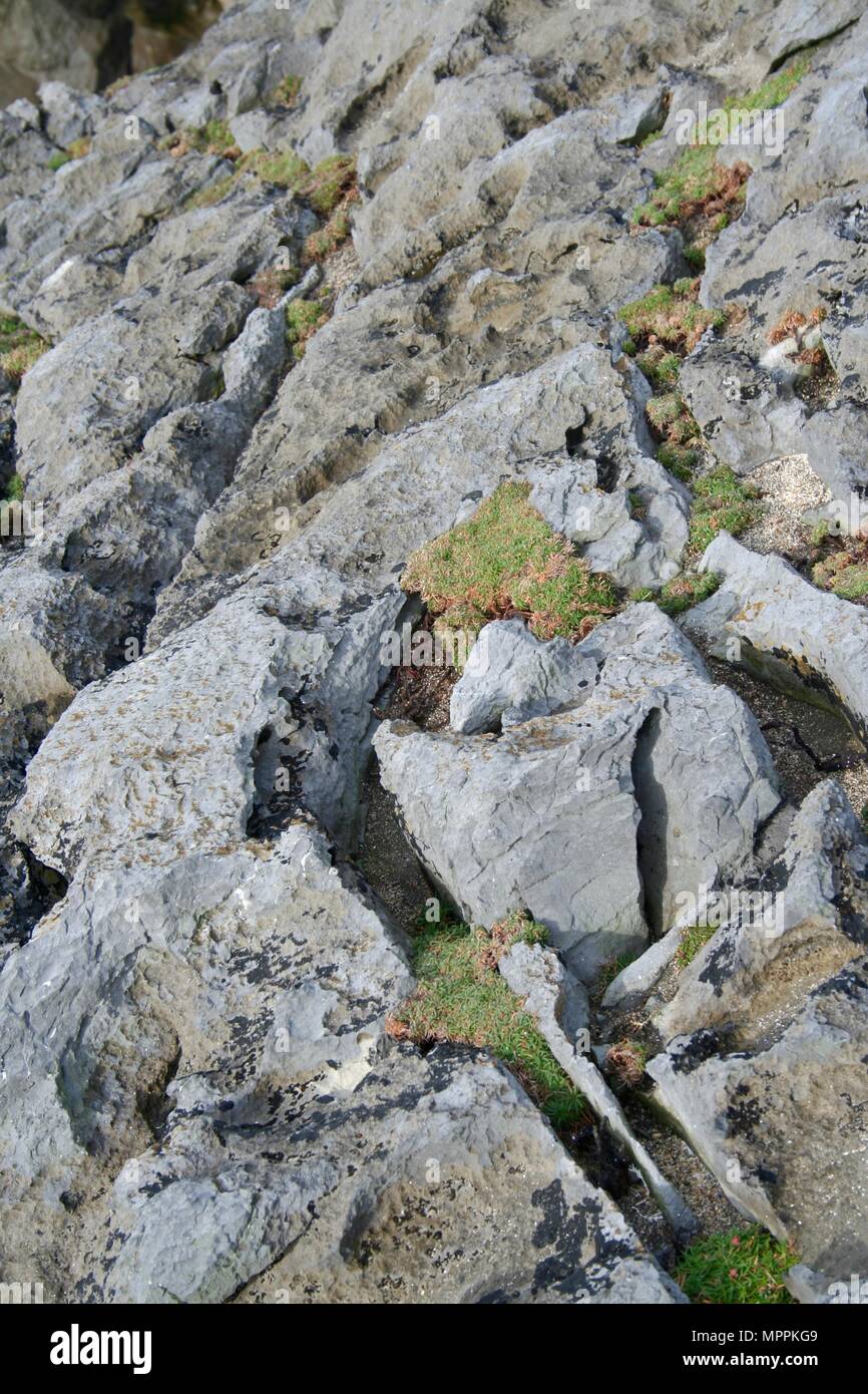 La vie végétale sur les rochers, limite nord de Moher Cliffs près de Doolin, dans le comté de Clare, Irlande Banque D'Images