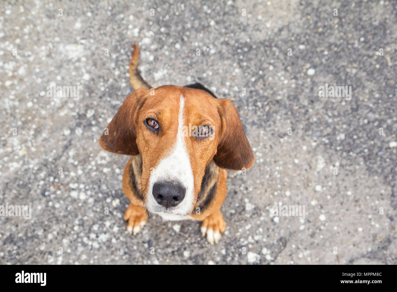 Chien errant Banque D'Images
