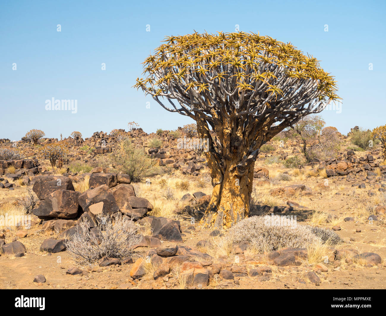 L'Afrique, la Namibie, l'Aloe dichotoma Quiver Tree, Banque D'Images