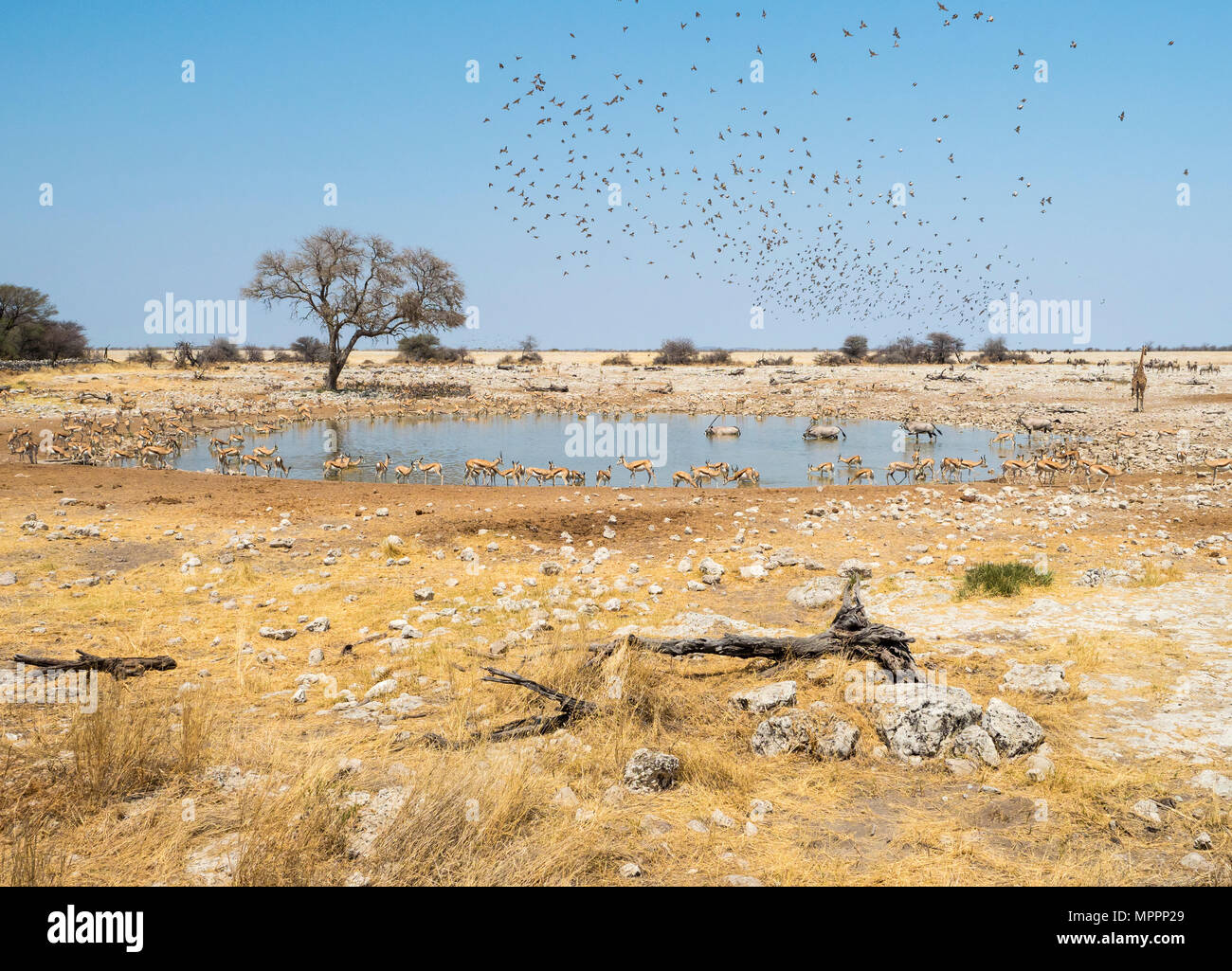 L'Afrique, la Namibie, Etosha National Park Okaukuejo, point d'eau, Banque D'Images