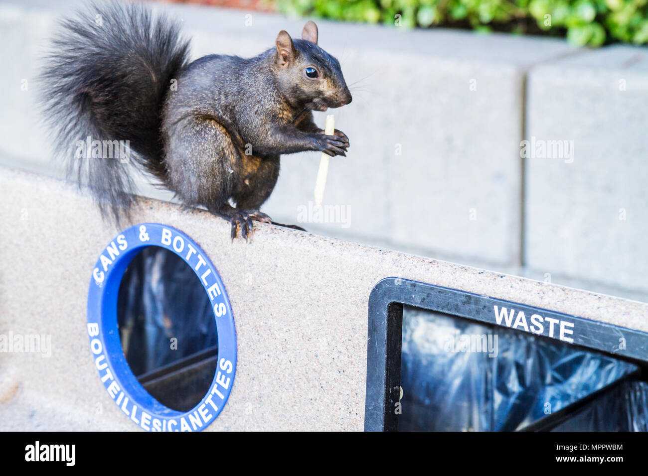 Toronto Canada,Bremner Boulevard,poubelle,déchets,écureuil noir,Sciuridae,animal,rongeur,manger des alevins français,survie urbaine,queue brousse,nourriture,adapter,Cana Banque D'Images