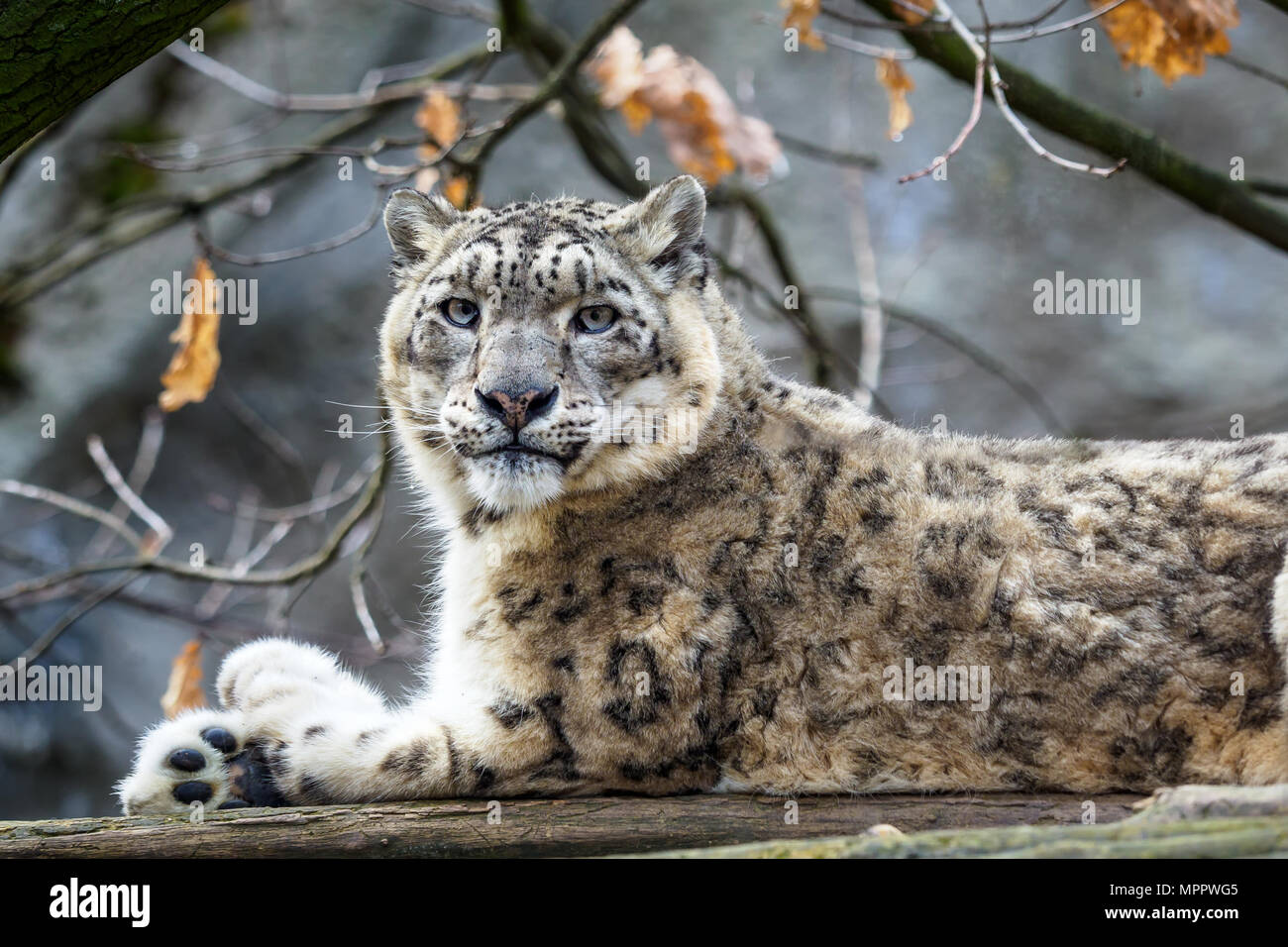 Snow Leopard - Irbis (Panthera uncia). Banque D'Images