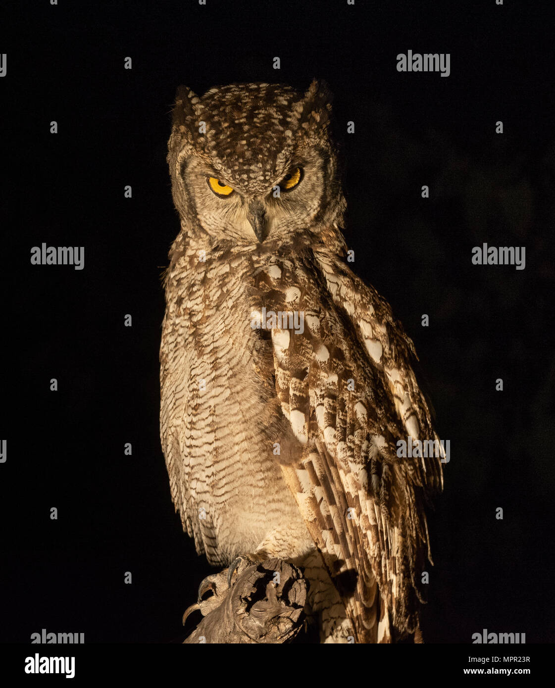 Spotted Eagle Owl du nord de l'Afrique du Sud Kruger Pafuri Banque D'Images