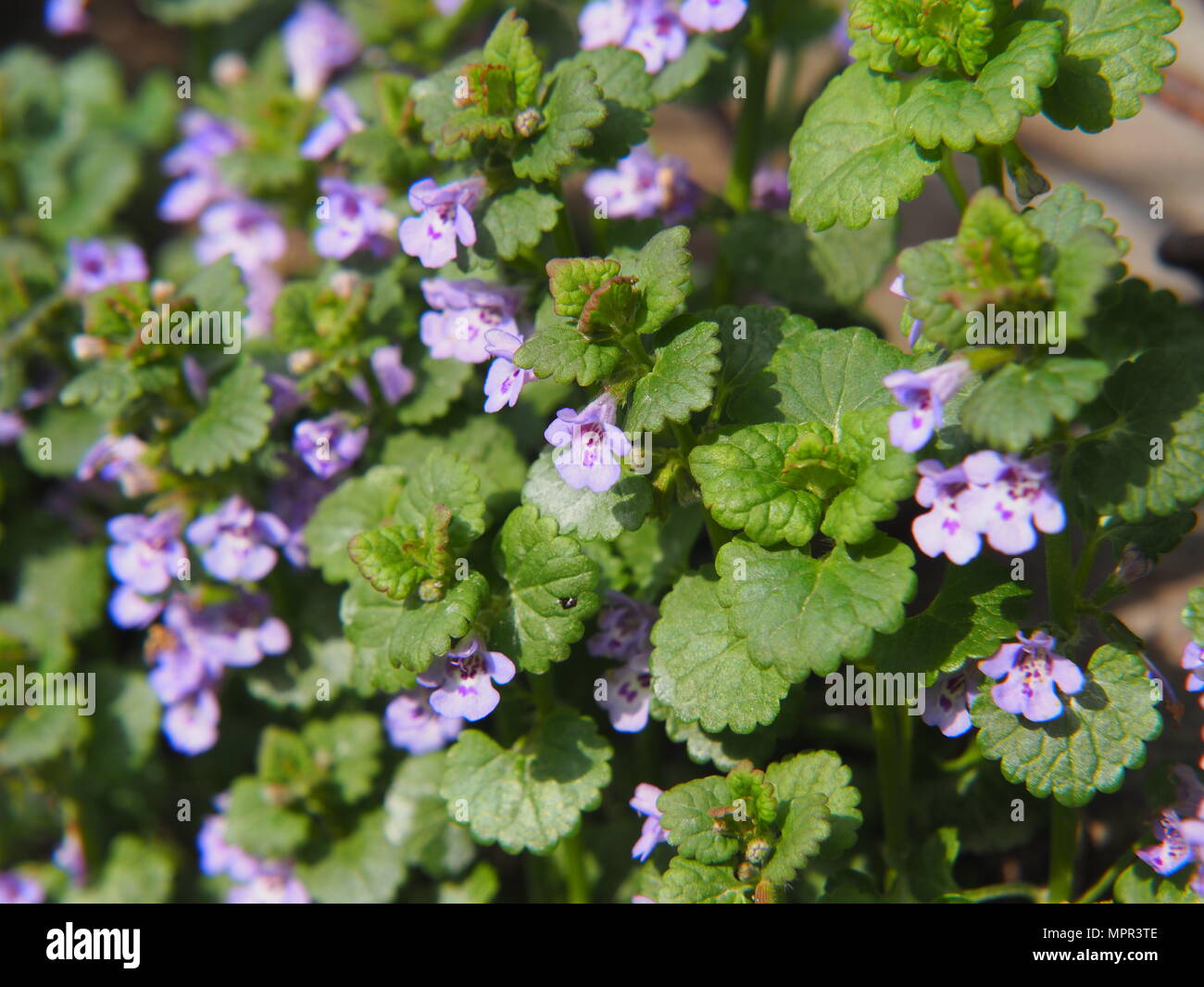 Lierre Terrestre Banque D Image Et Photos Alamy