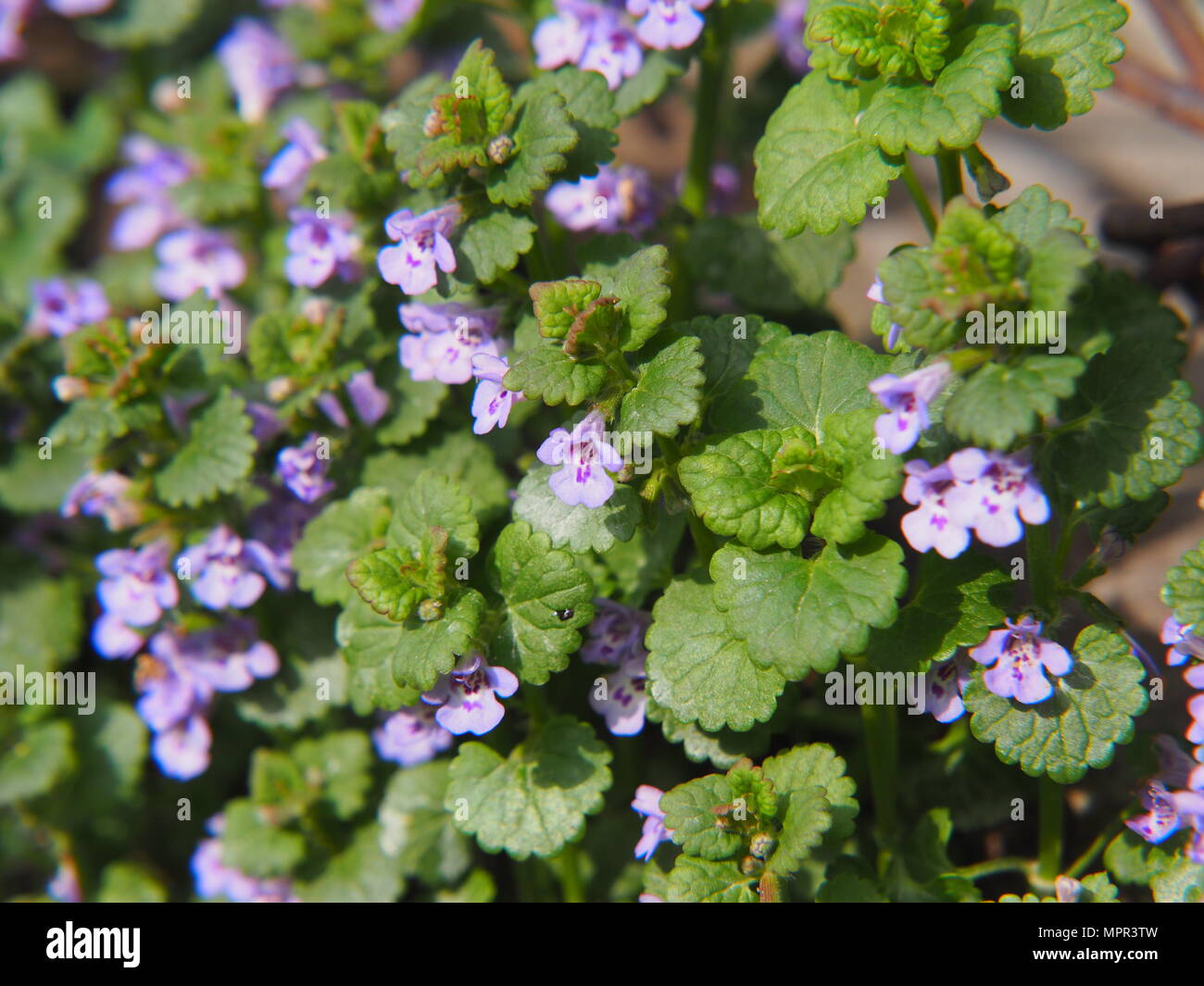 Glechoma hederacea syn. Glechoma hederacea Nepeta Nepeta, - rez-de-lierre, Gill sur le sol, le lierre, catsfoot tunhoof alehoof,,, champ bal Banque D'Images