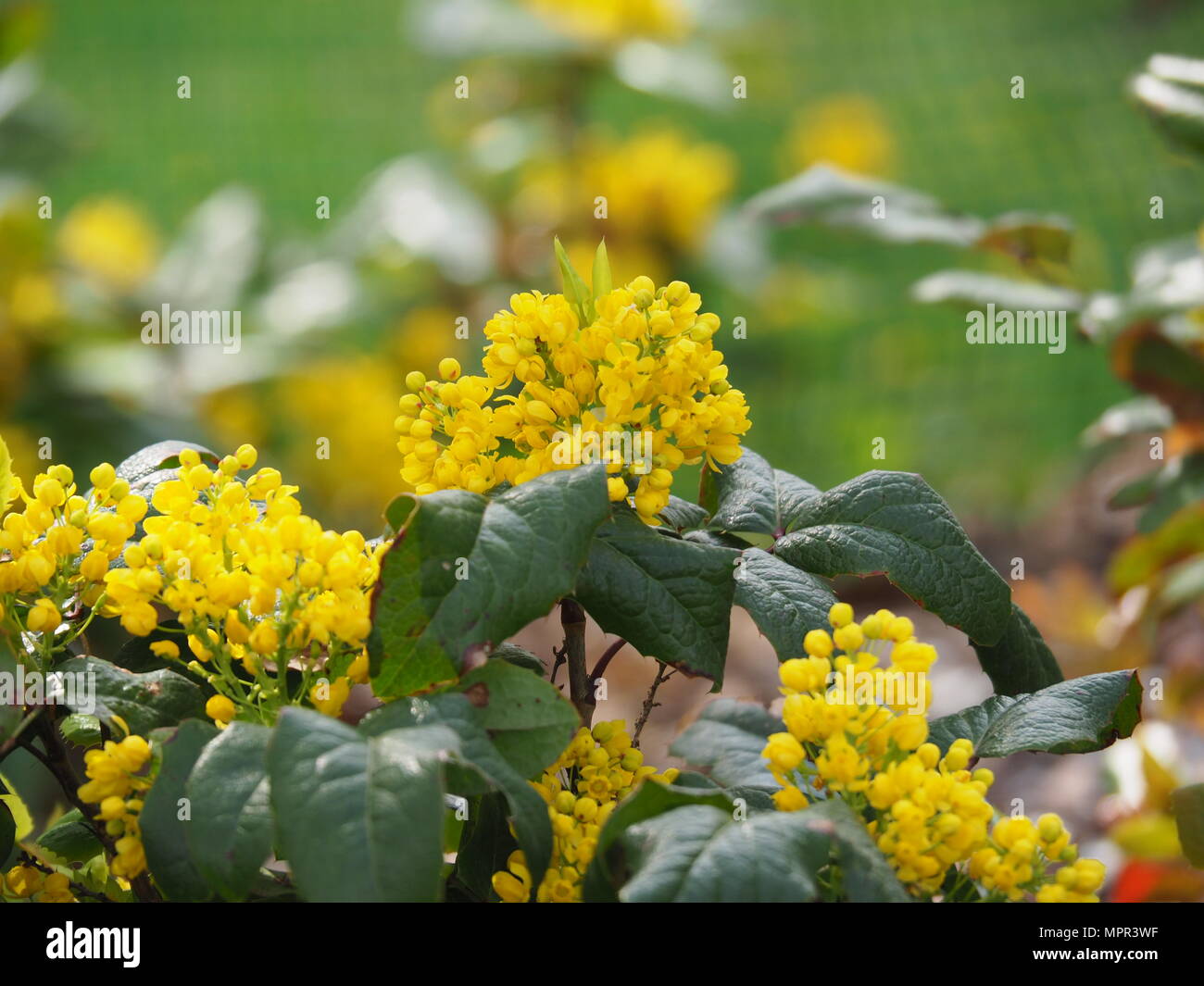 Mahonia aquifolium – raisin de l'Oregon en fleur printanière jaune vif, arbuste à feuilles persistantes brillantes et épineuses et grappes de fleurs parfumées Banque D'Images