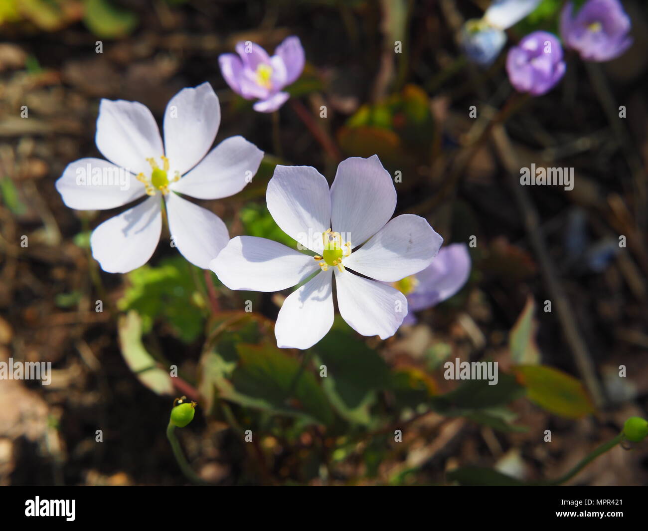 Jeffersonia dubia en fleur – fleurs printanières bleu lavande pâle avec étamines jaunes, plante vivace des bois Banque D'Images