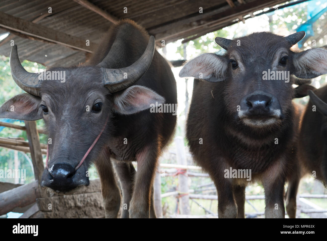 Buffalo chez le bétail local portrait Thaïlande buffalo vache dans le petit matin Banque D'Images